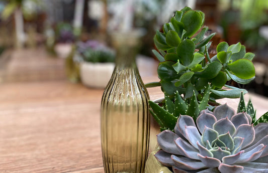 Succulents arranged on a wooden oak table with a glass jar, providing natural inspiration for a sketchbook and mixed media workshop.